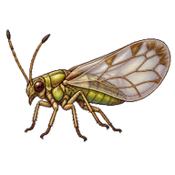 Pear Psylla