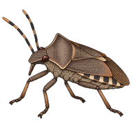 Lugens Bug