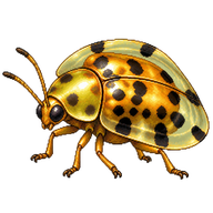 Tortoise Beetle