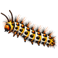 Giant Leopard Moth Caterpillar