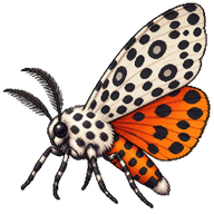 Giant Leopard Moth