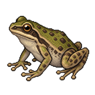 Northern Cricket Frog