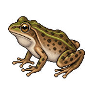 Blanchard's Cricket Frog