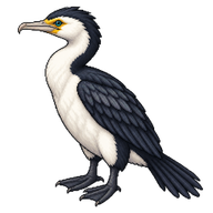 Pied Cormorant