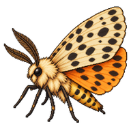 Buff Ermine