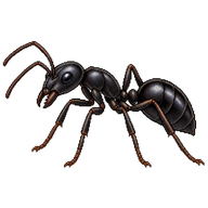 Little Black Carpenter Ant