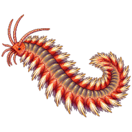 Bearded Fireworm