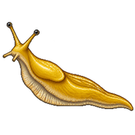 Yellow Garden Slug