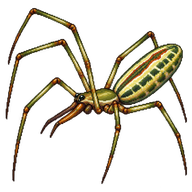 Versicolor Long-jawed Orbweaver