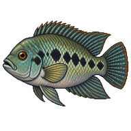 Green Texas Cichlid