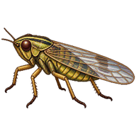 Glassy-Winged Sharpshooter