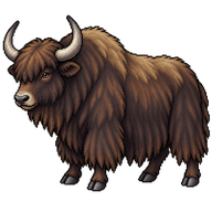 Domestic Yak