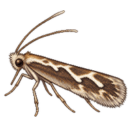 Bitter-cress Smudge