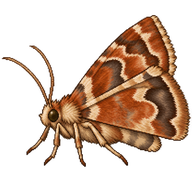 Uglynest caterpillar