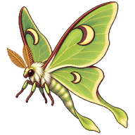 Lunate Zale Moth