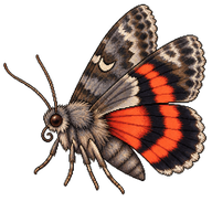 Ilia Underwing