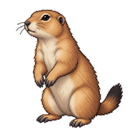 Black-tailed Prairie Dog