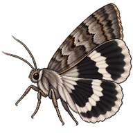 White Underwing Moth