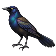 Common Grackle