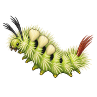 Pale Tussock Moth Caterpillar