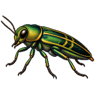 Flatheaded Appletree Borer