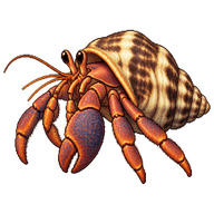 Ecuadorian Hermit Crab