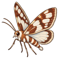 Waterlily Leafcutter Moth