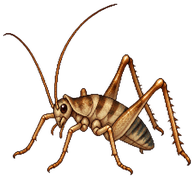 Greenhouse Camel Cricket