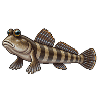 Barred Mudskipper