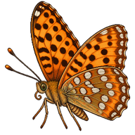 High Brown Fritillary