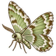 Kent's Geometer