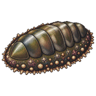 Giant Pacific Chiton