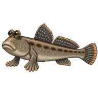 Giant Mudskipper