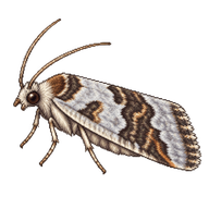 Arctic Epiblema Moth