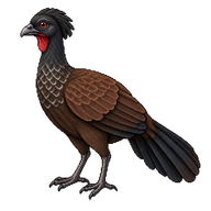 Cauca Guan
