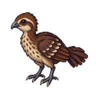 Cauca Guan Hatchling