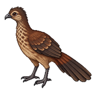 Cauca Guan Juvenile