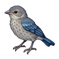Blue-gray Tanager Fledgling
