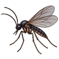 Dark-winged Fungus Gnat