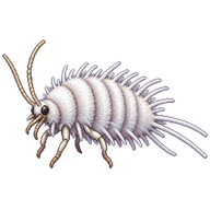 Obscure mealybug