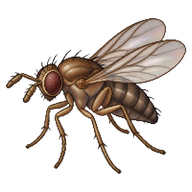 Scuttle Fly