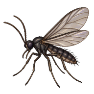 Darkwinged Fungus Gnat