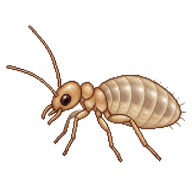 Booklouse