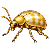 Golden Spider Beetle
