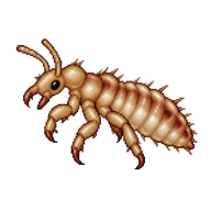 Head Louse Nymph