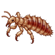 Head Louse