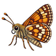 Large Chequered Skipper
