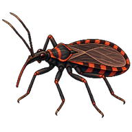 Kissing Bug