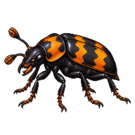 Common Sexton Beetle