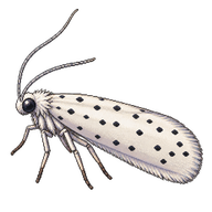 Spindle Ermine Moth